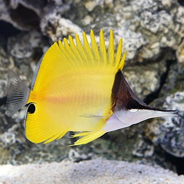 Long-jawed Squirrelfish