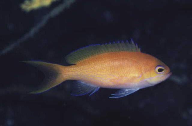 Elongate Anthias