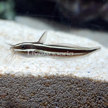 Marine Catfish