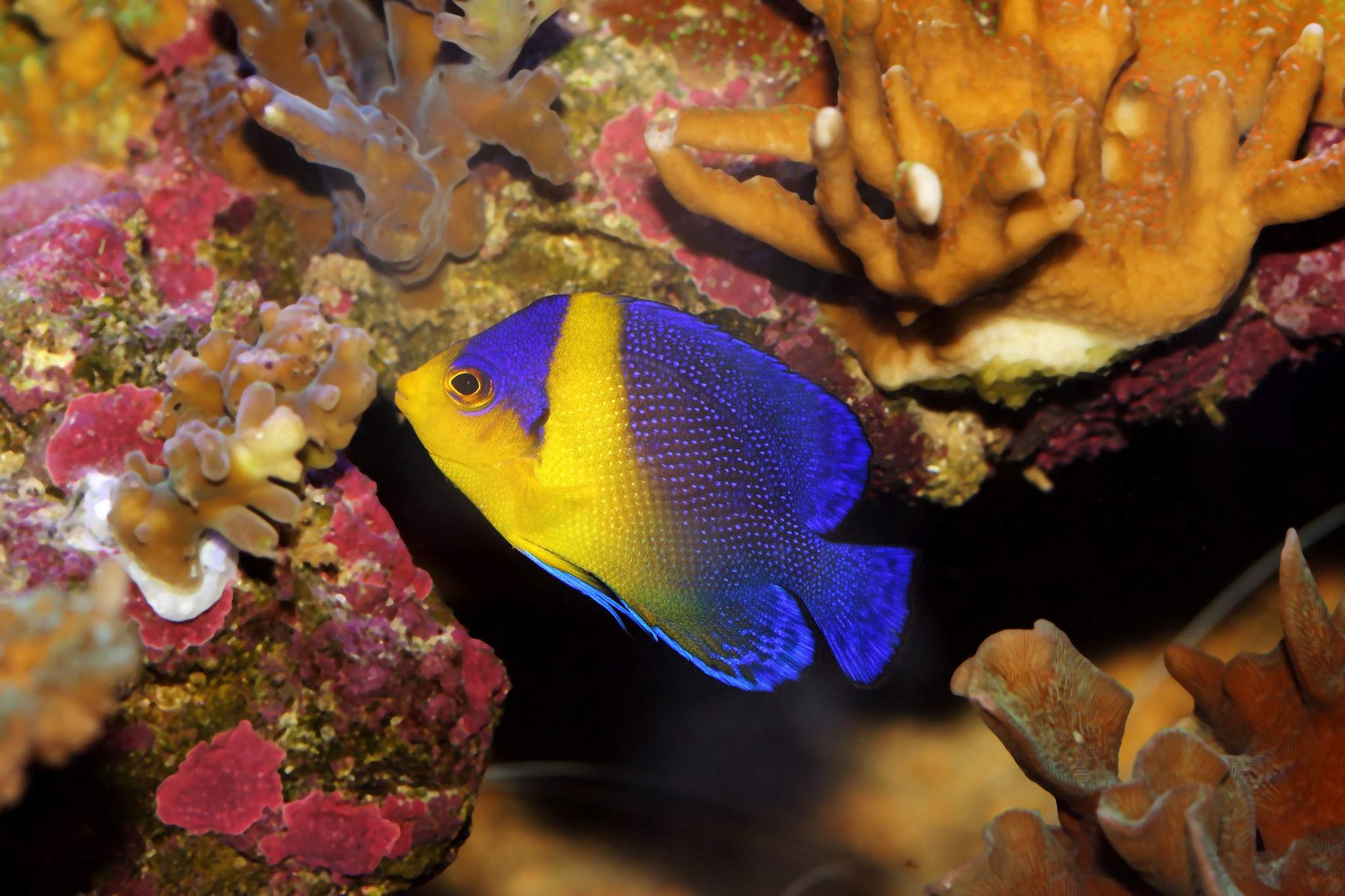 Venustus Angelfish