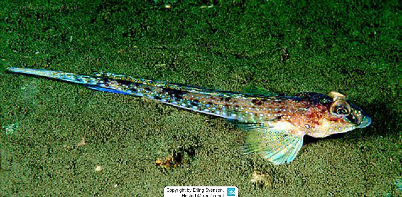 Blotchfin Dragonet