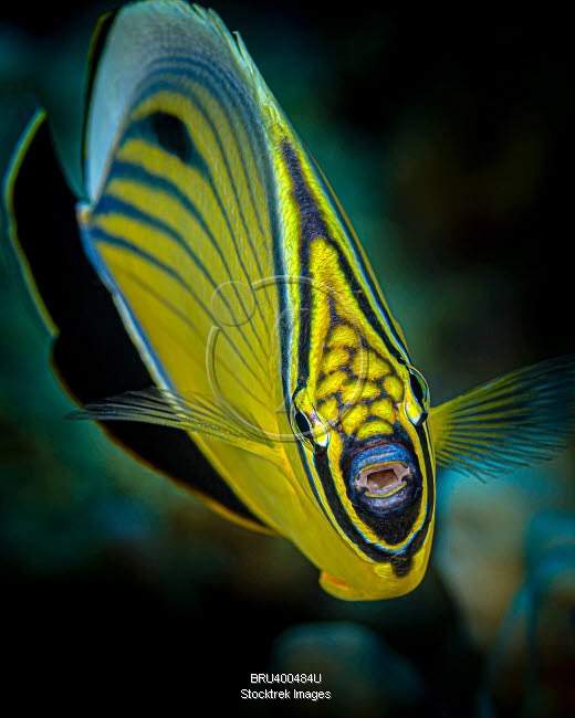 Blacktail Butterflyfish