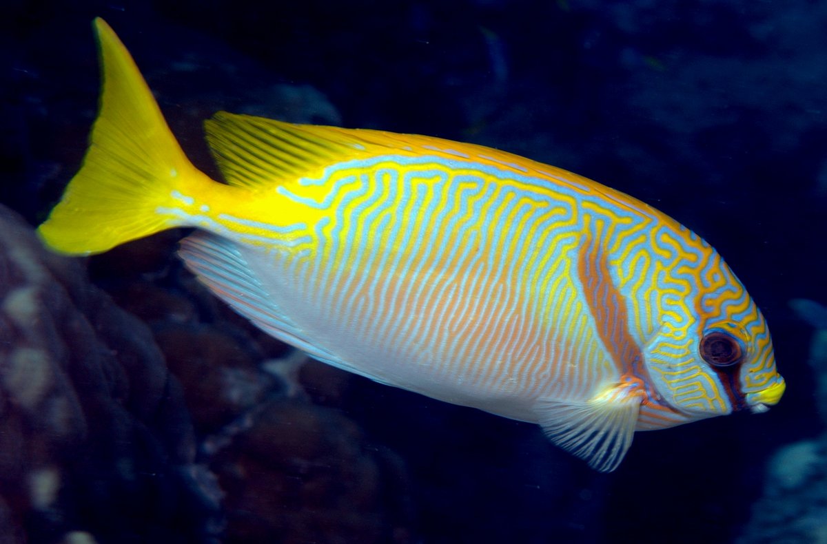 Two Barred Rabbitfish