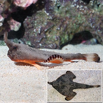 Longnose Batfish