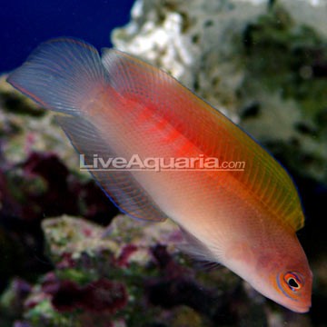 Multicolor Angelfish