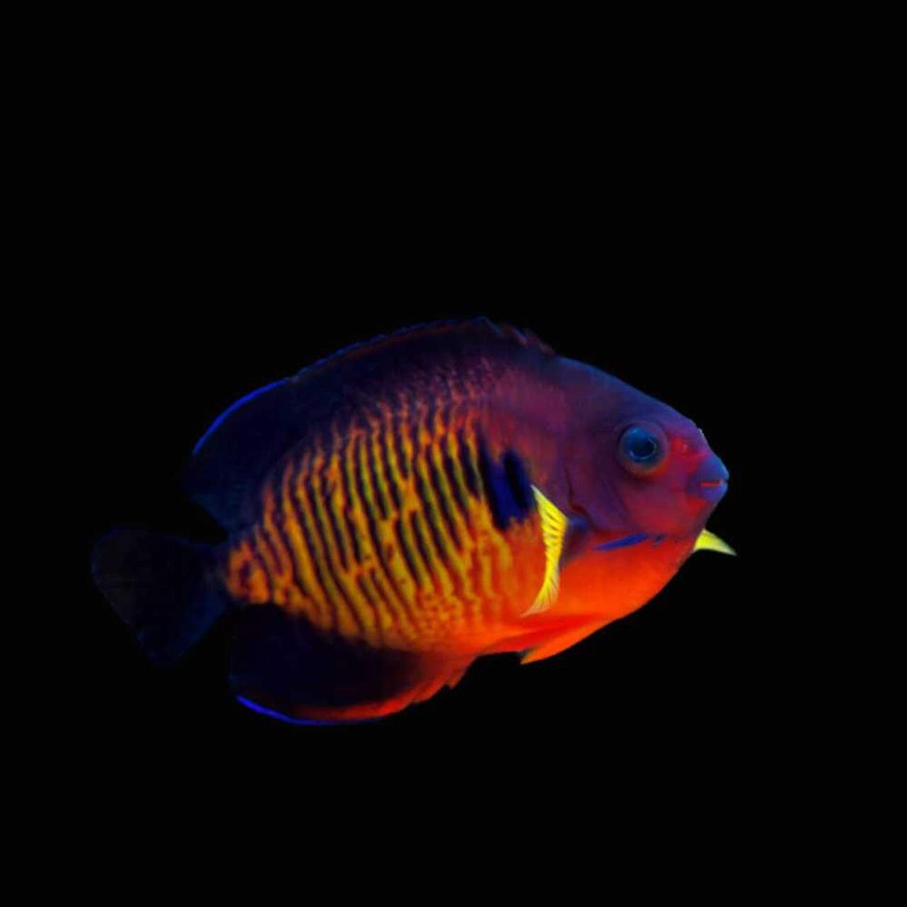 Coral Beauty Angelfish
