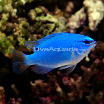 Green Chromis