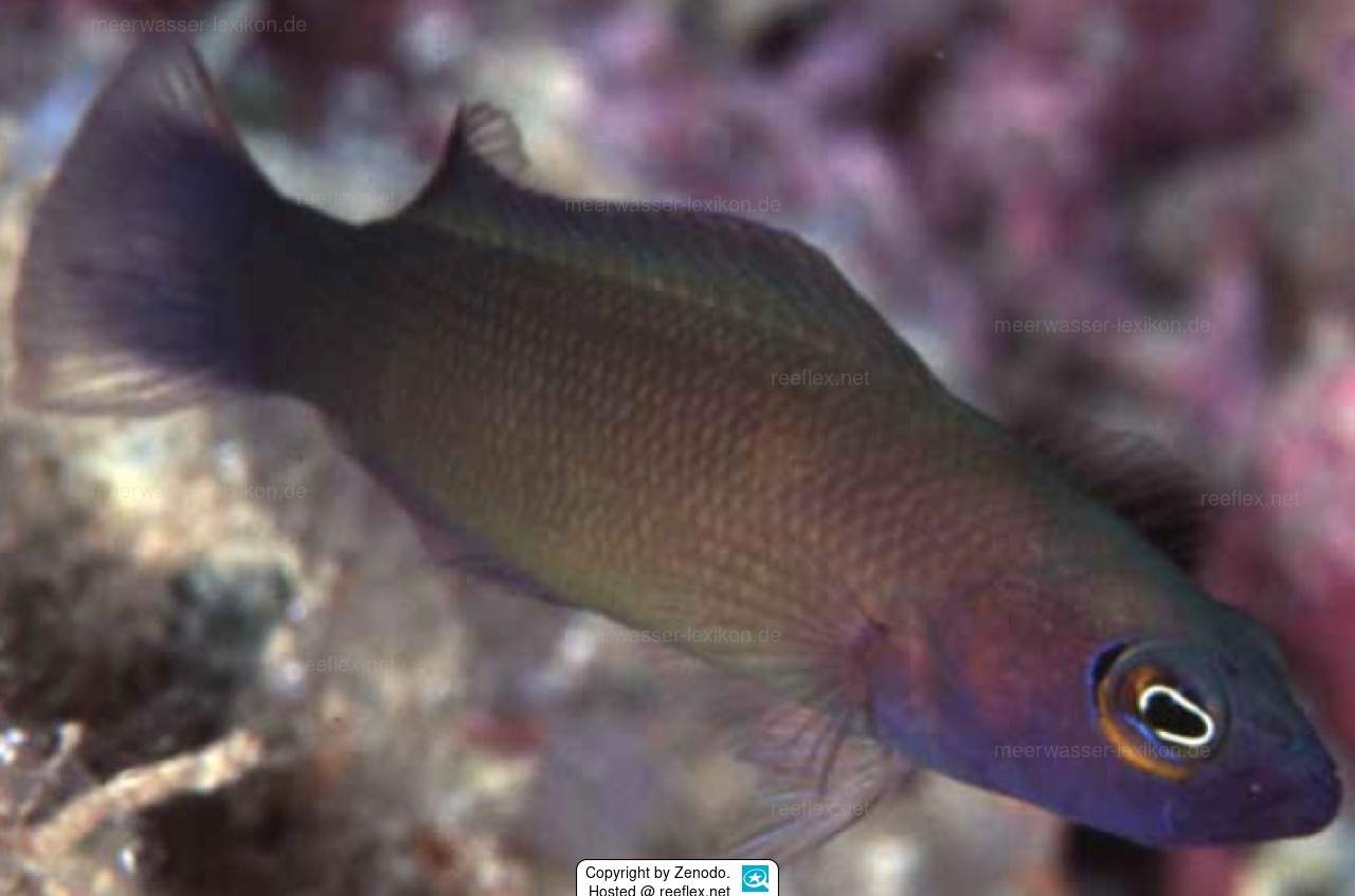Green Dottyback