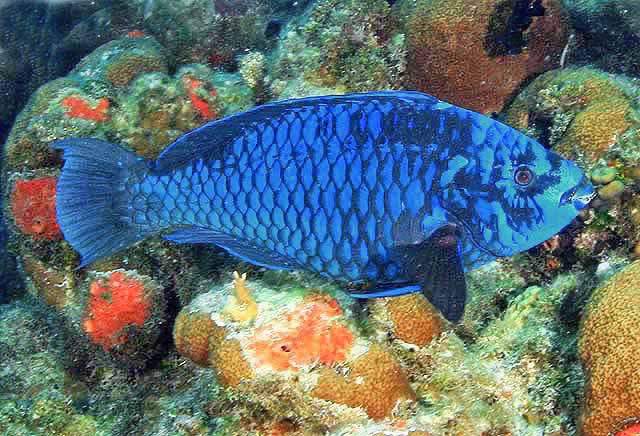 Midnight Parrotfish