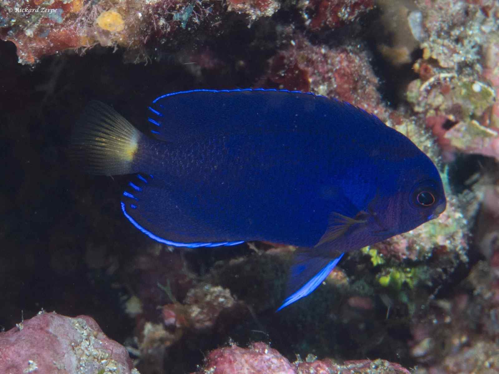 Whitetail Pygmy Angelfish