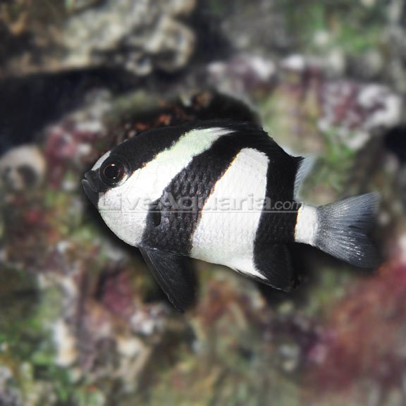 Three Stripe Damsel