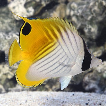 Threadfin Butterflyfish