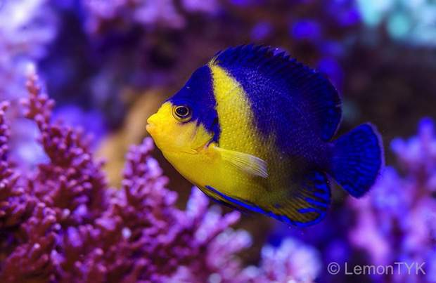Purple Mask Angelfish