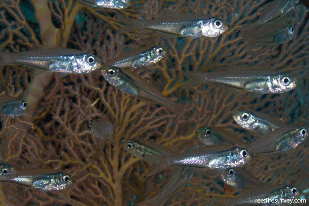 Slender Cardinalfish