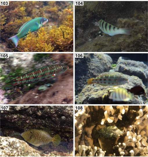 Krauss' Blenny