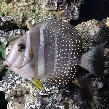 Whitespotted Surgeonfish
