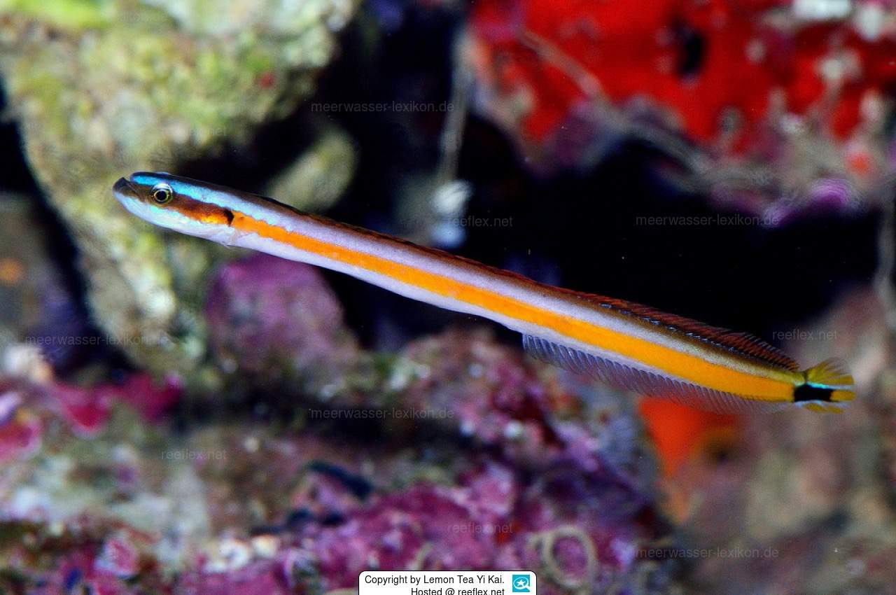 Onestripe Wormfish
