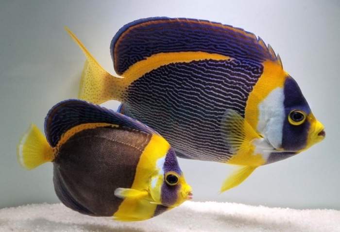 Scribbled Angelfish