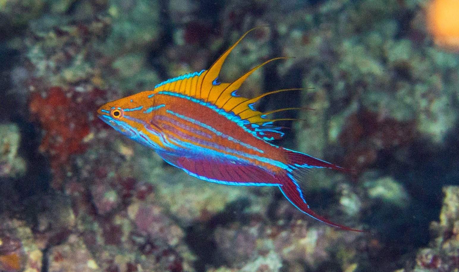 Nursalim's Flasher Wrasse