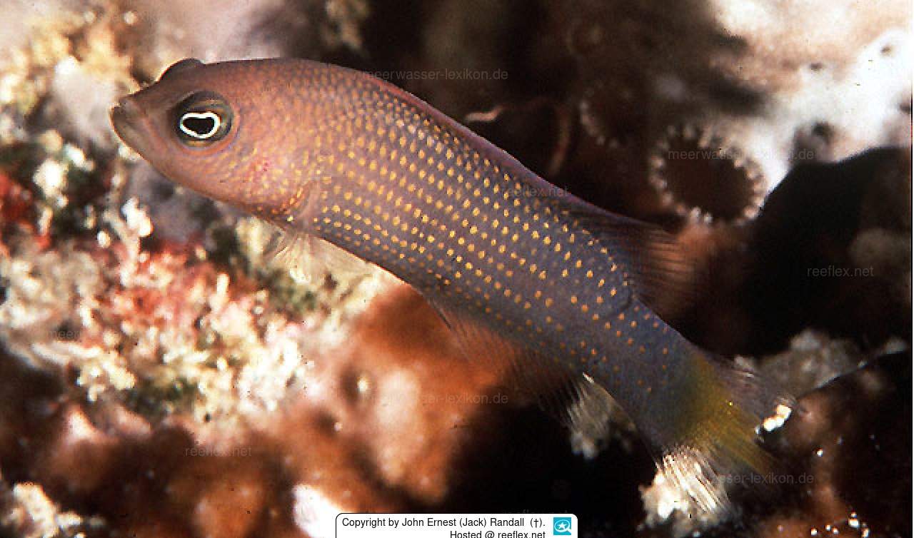 Marshall Islands Dottyback
