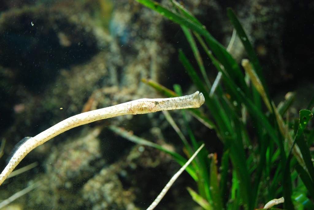 Broad-Nosed Pipefish