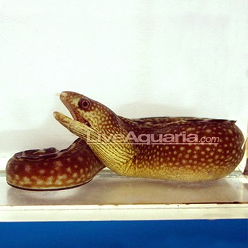 Black Edge Moray Eel