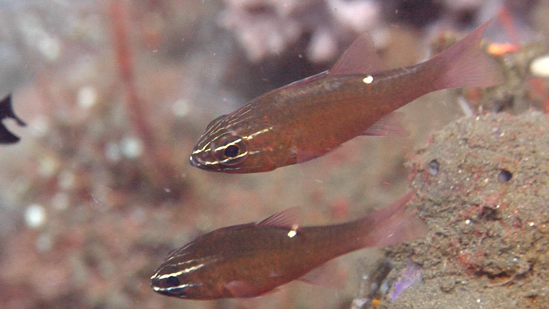 Moluccan Cardinalfish
