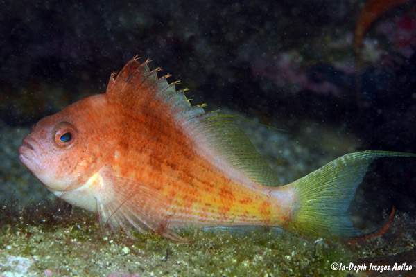Lyretail Hawkfish