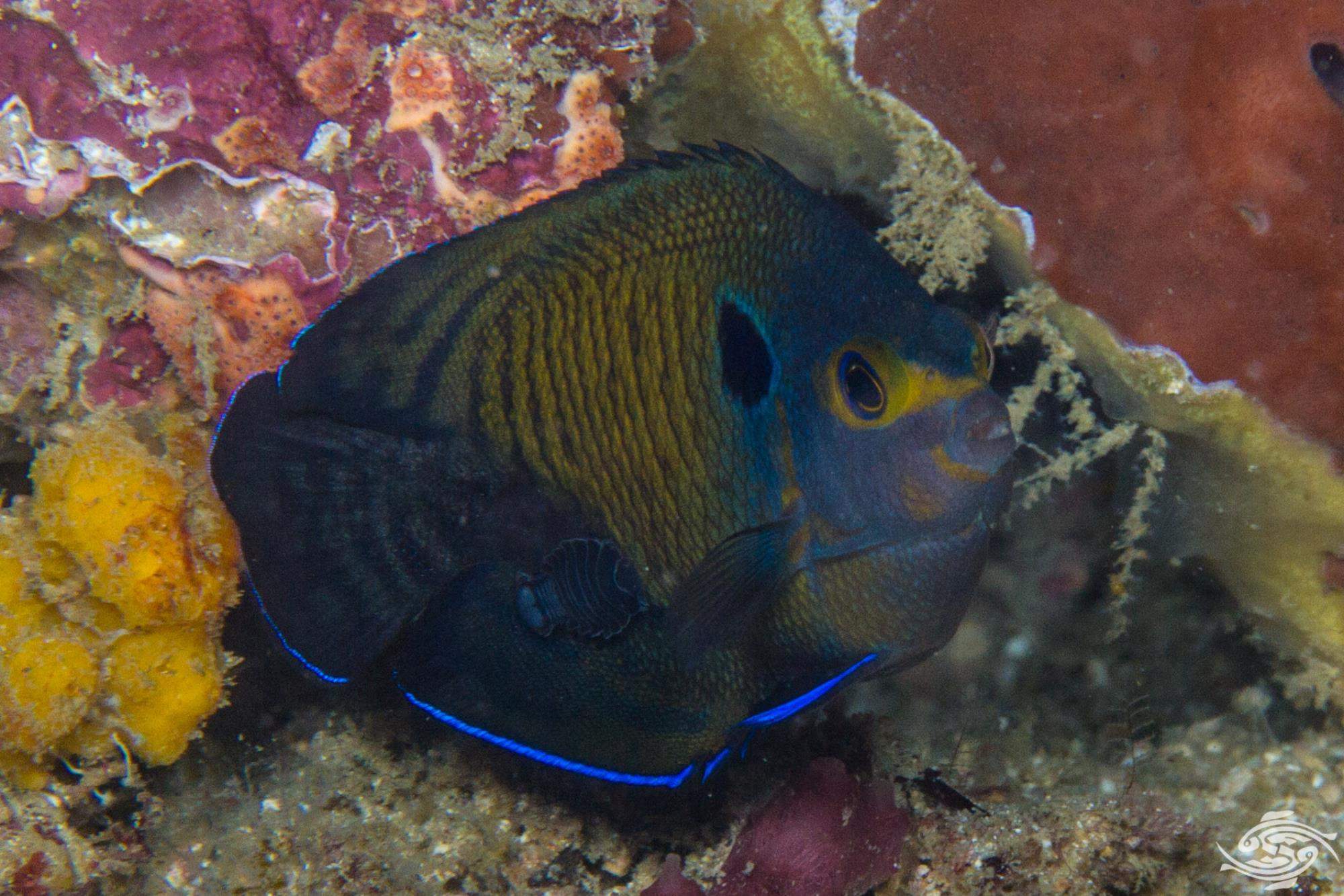 Many-Spined Angelfish
