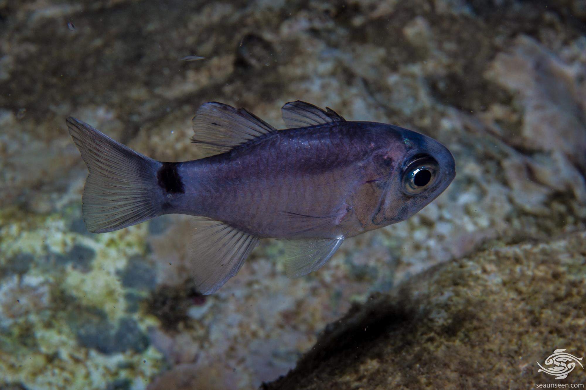 Samoan Cardinalfish
