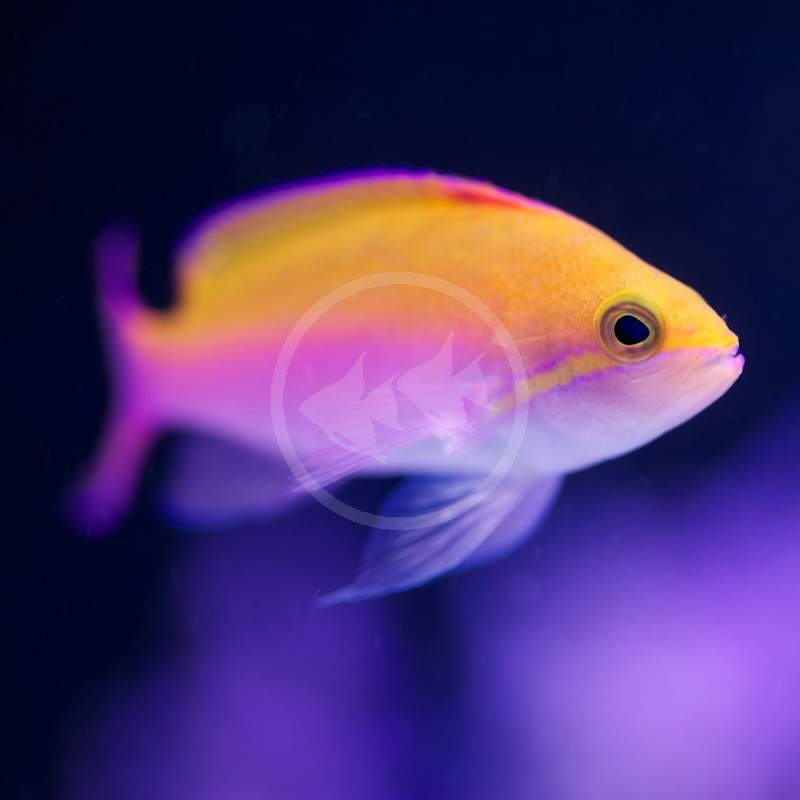 Reunion Anthias
