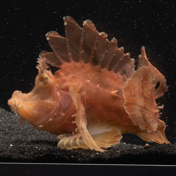Leaf Scorpionfish