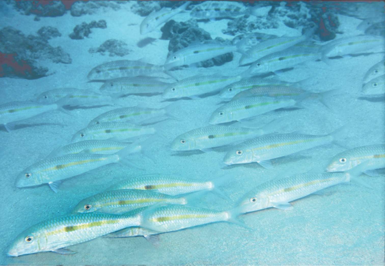 Springer's Wormfish