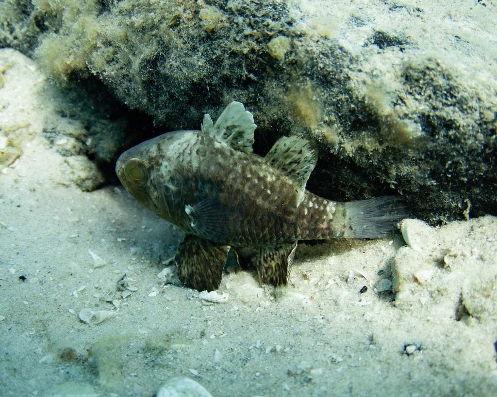 Ocellated Cardinalfish
