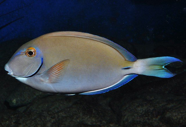 Caribean Ocean Surgeonfish