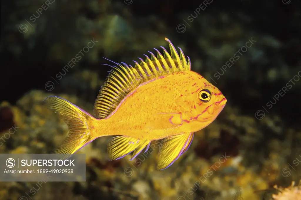 Yellow-Fin Anthias