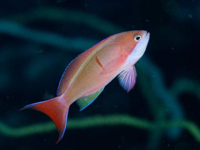 Cooper's Fairy Basslet