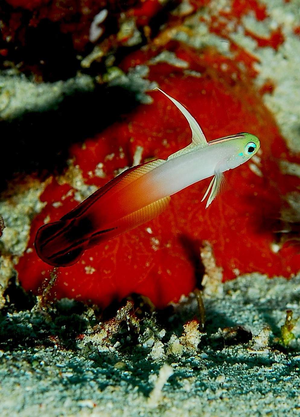 Seychelles Wormfish