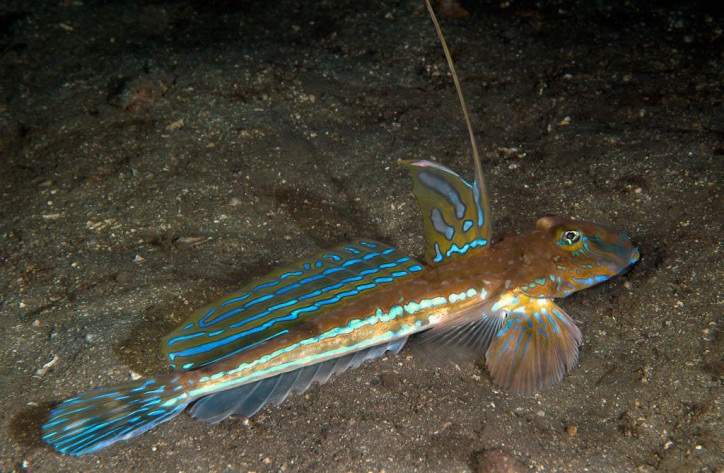 Gardiner's Dragonet