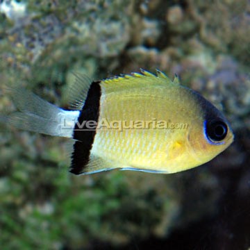 Black-Bar Chromis