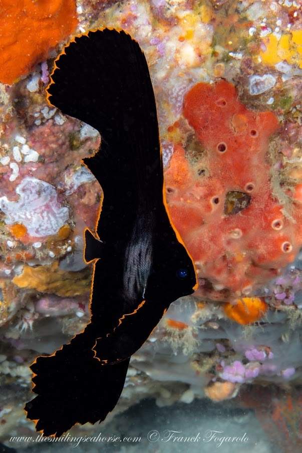Pinnatus Batfish
