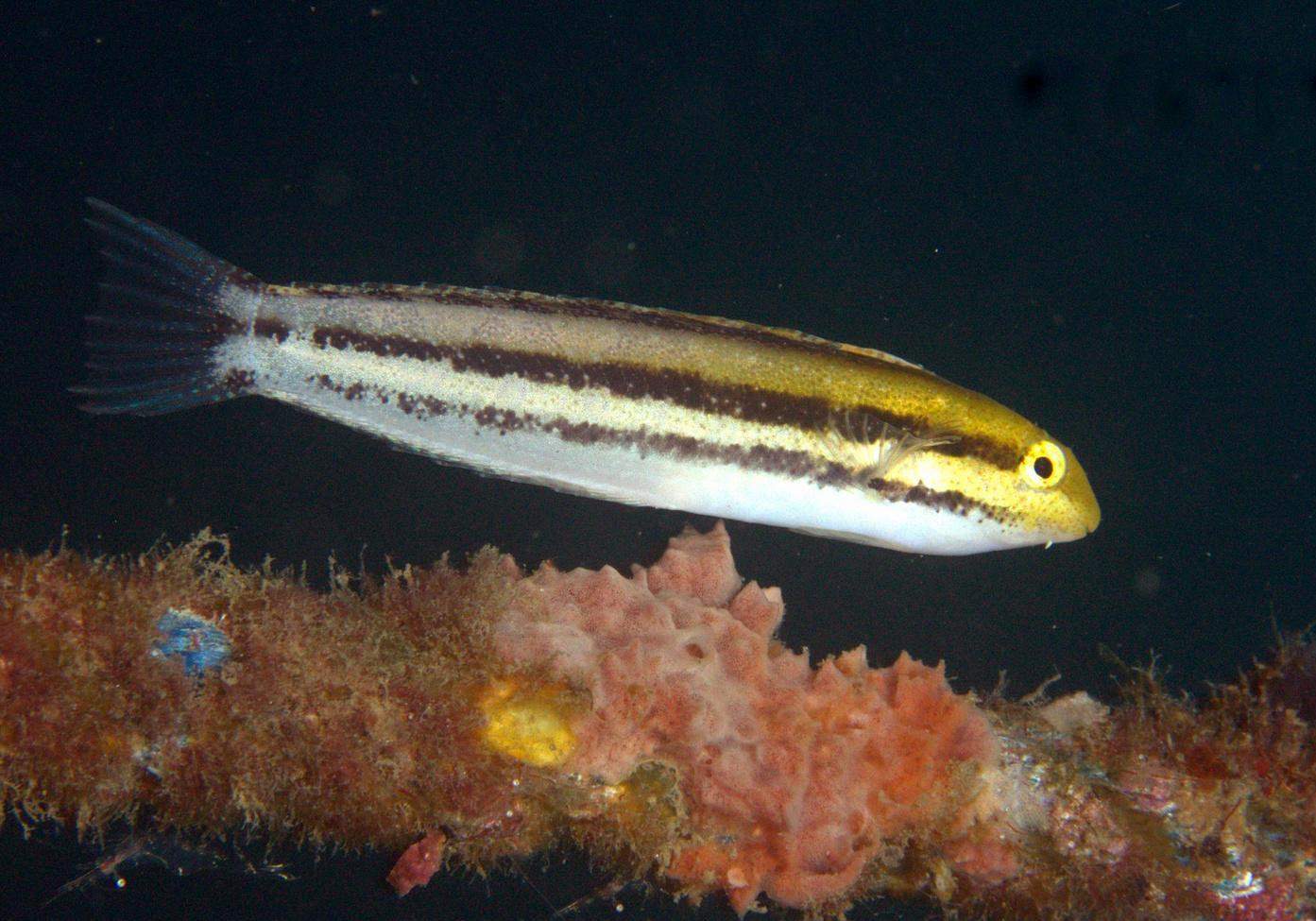 Mimic Blenny