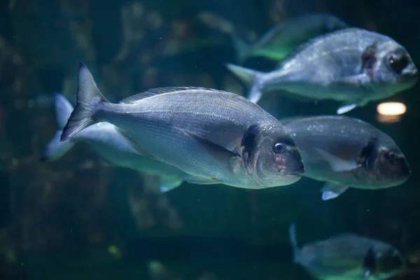 Clouded Garden Eel