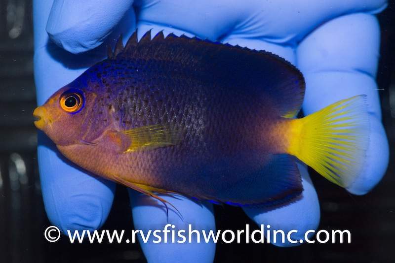 Debelius Angelfish