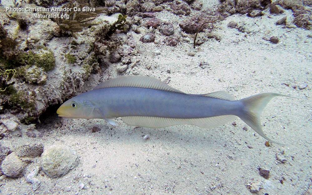 Sand Tilefish