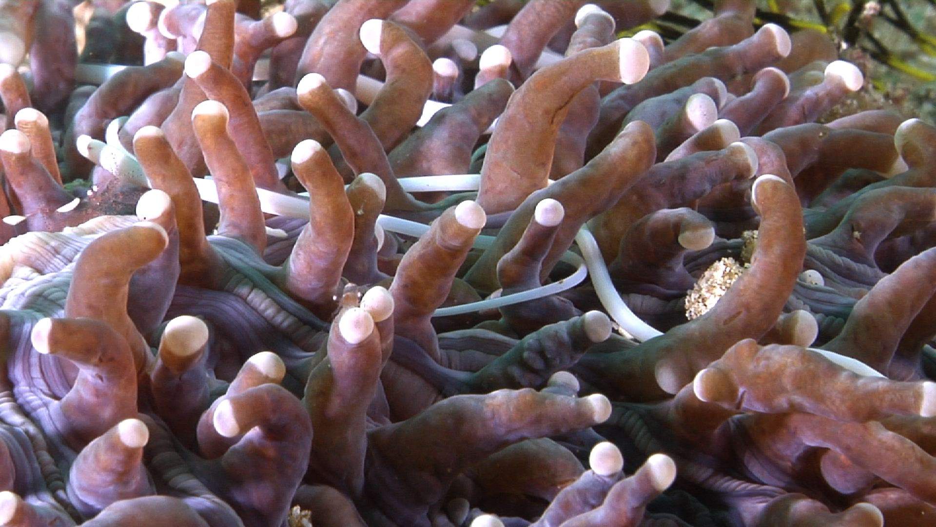 Black-Lined Pipefish