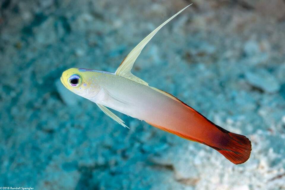 Fire Dartfish