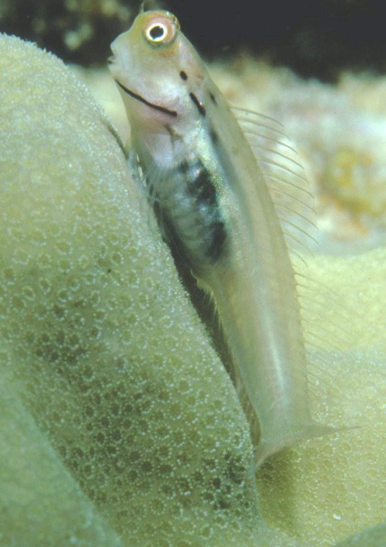 Yaeyama Blenny