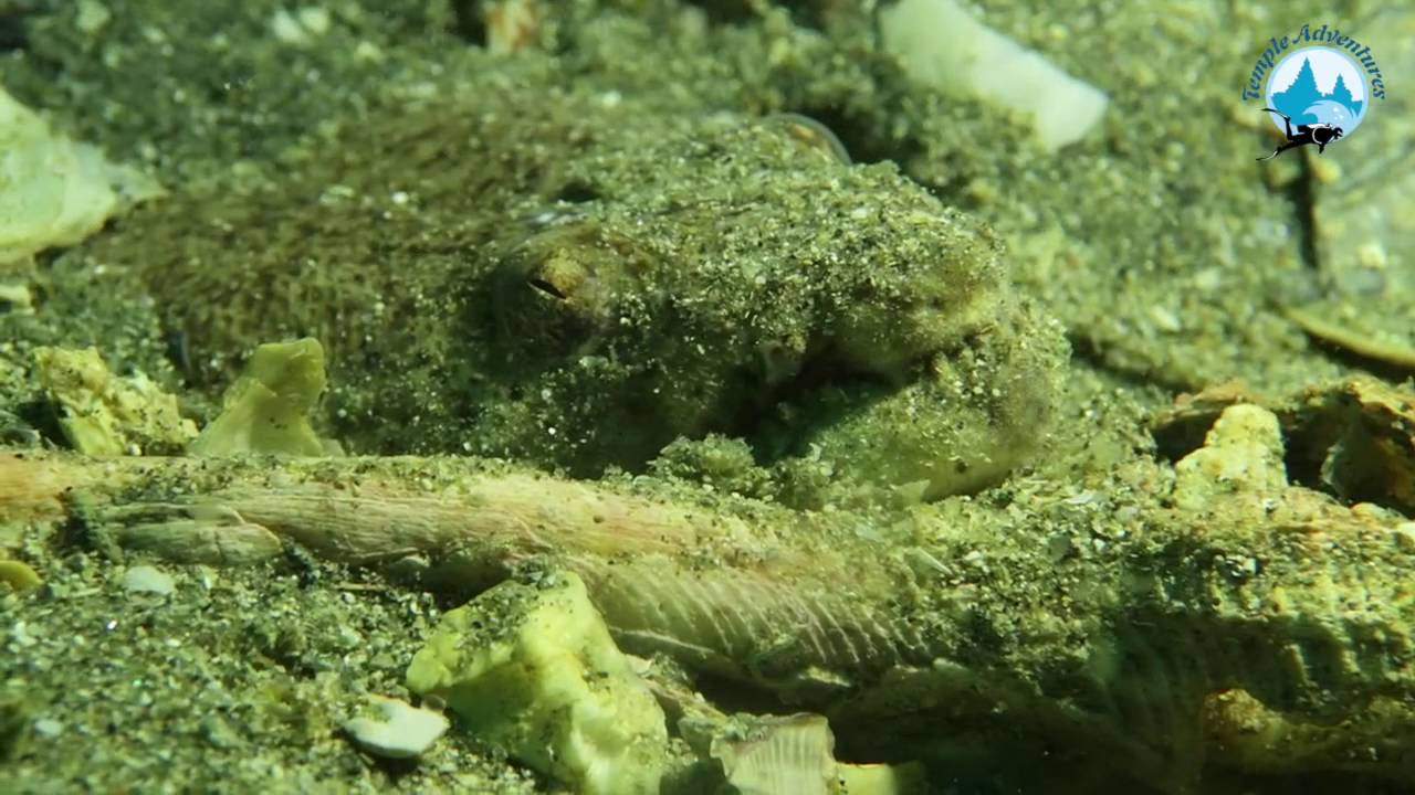 Vulture Snake Eel