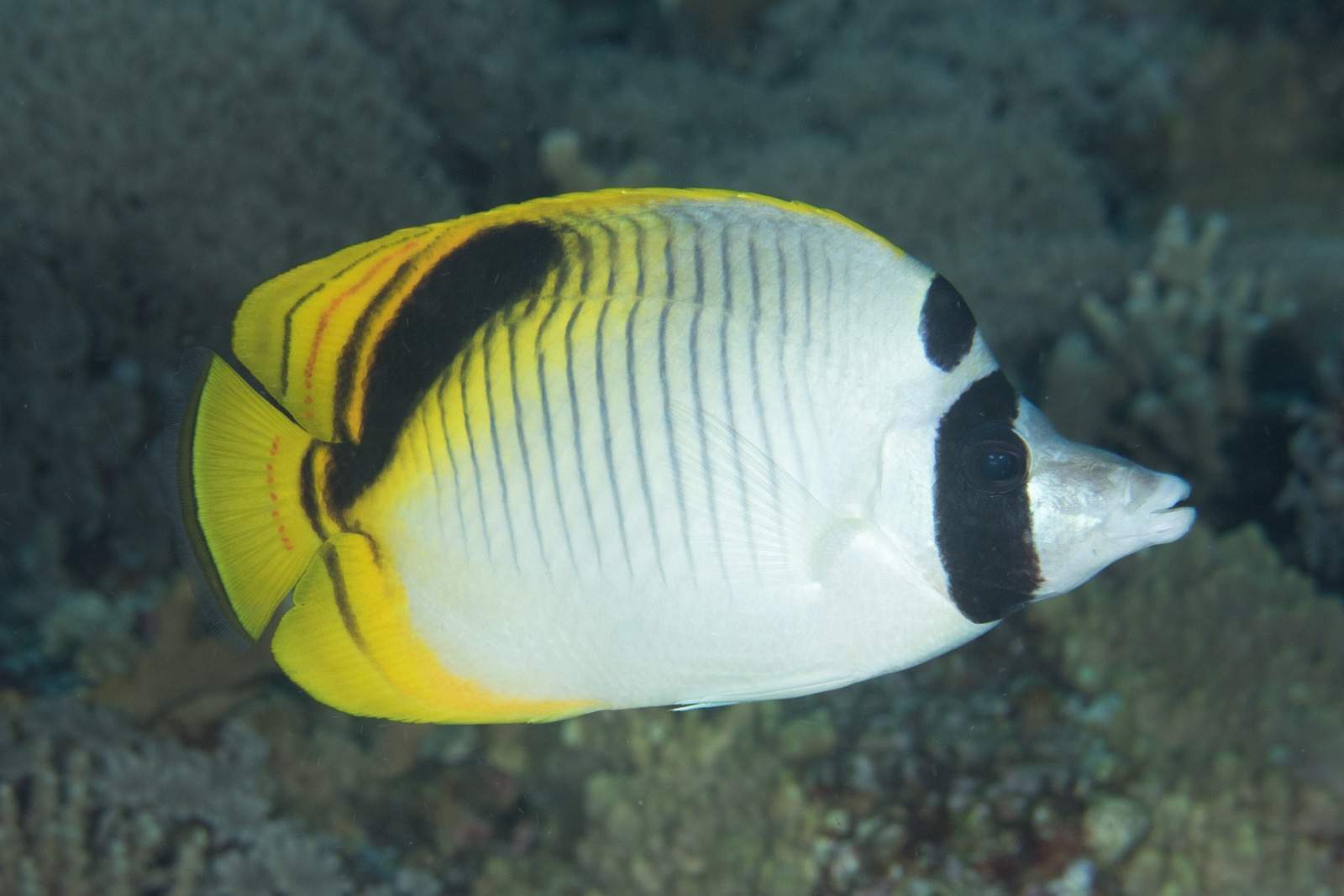 Spot-Nape Butterflyfish